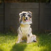 Wilkool™ Cooling Vest Bundle
