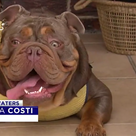 Wilko Dog Cooling Vest on 7 News Gold Coast.