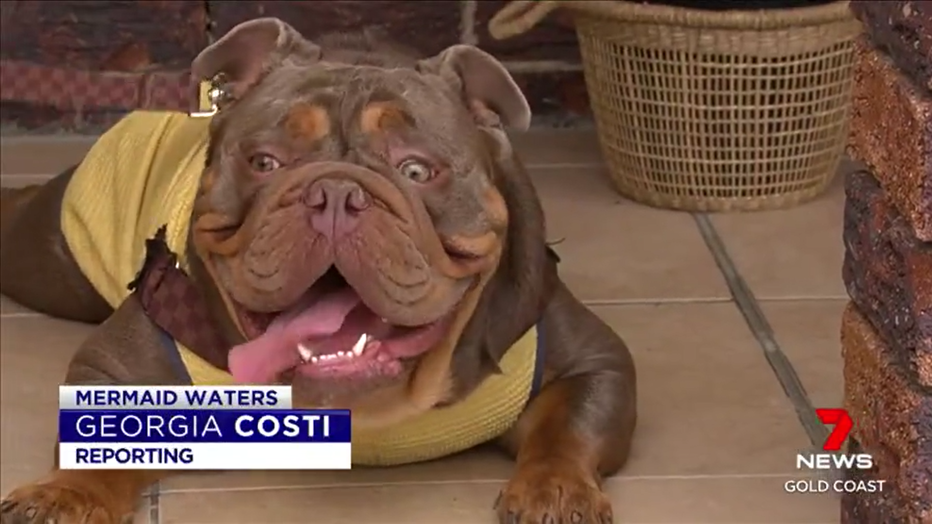 Wilko Dog Cooling Vest on 7 News Gold Coast.