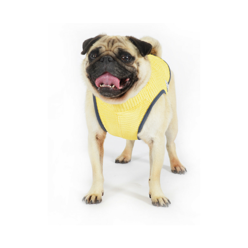 Wilko Dog Cooling Vest worn by dog.